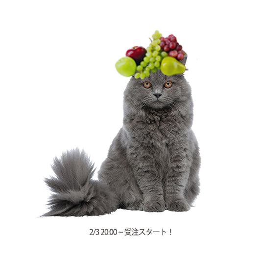 FRUITS CAT 受注開始!